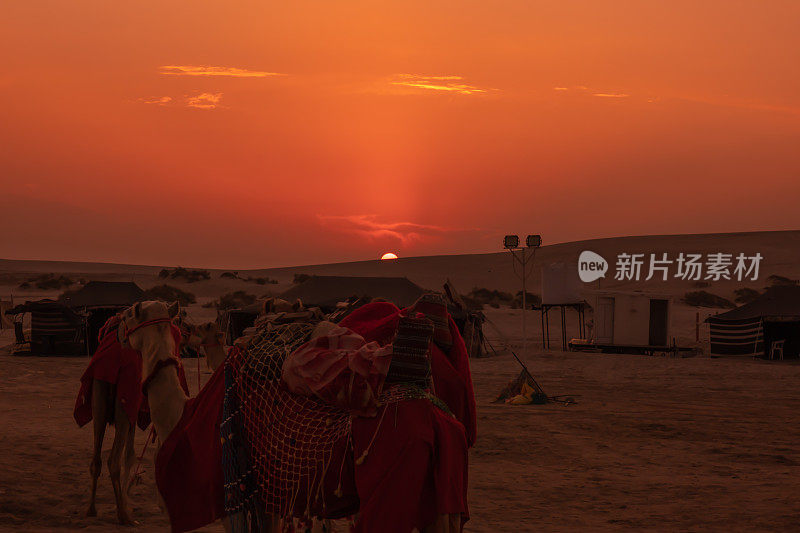 在卡塔尔Al Wakrah沙漠旅行骆驼骑，一个沙漠活动的地标，美丽的日落。